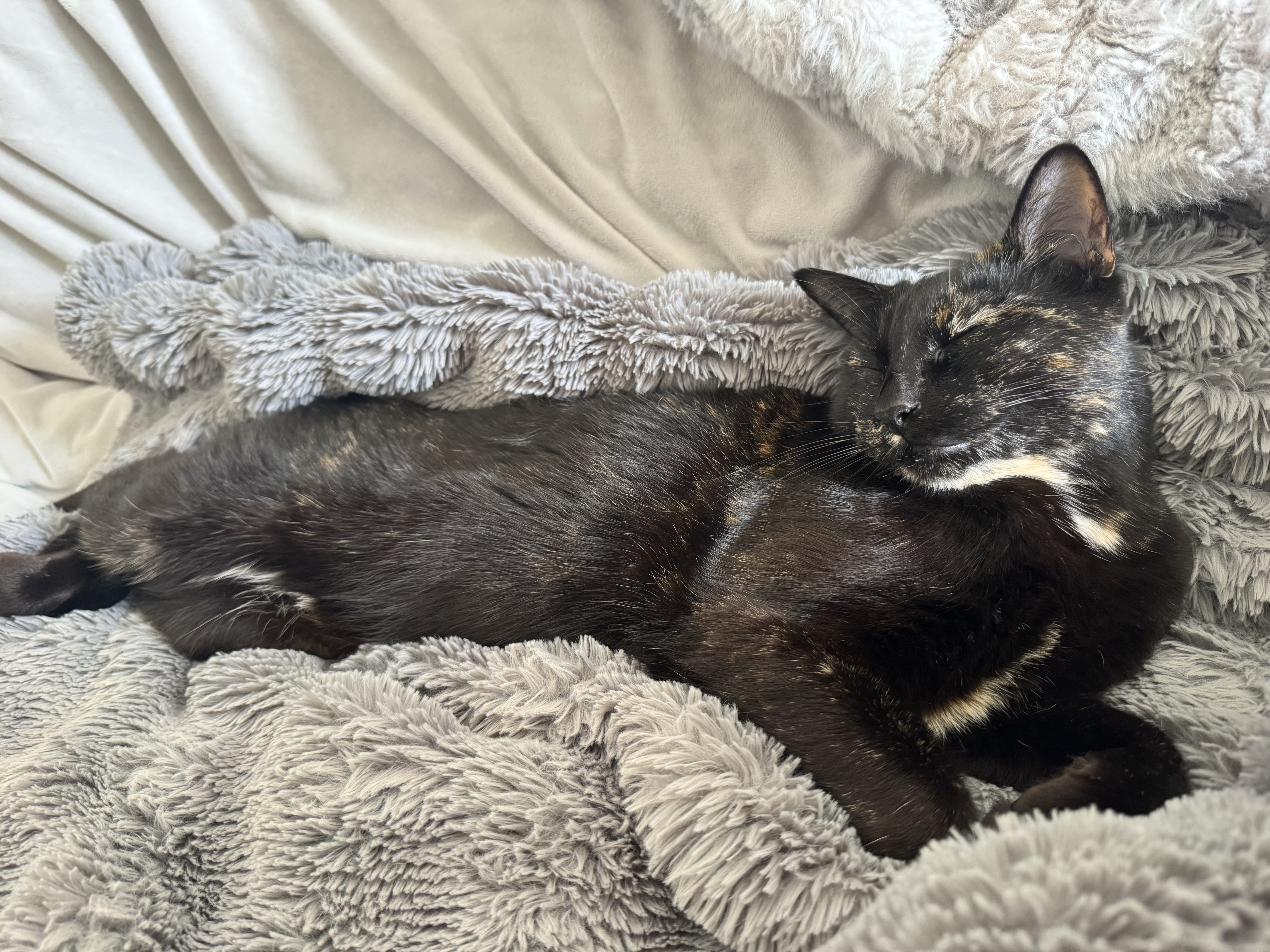 A tortoiseshell cat sleeping on a gray blanket.